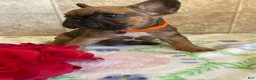 French Bulldog dogs for sale: Jerry - Ad 4