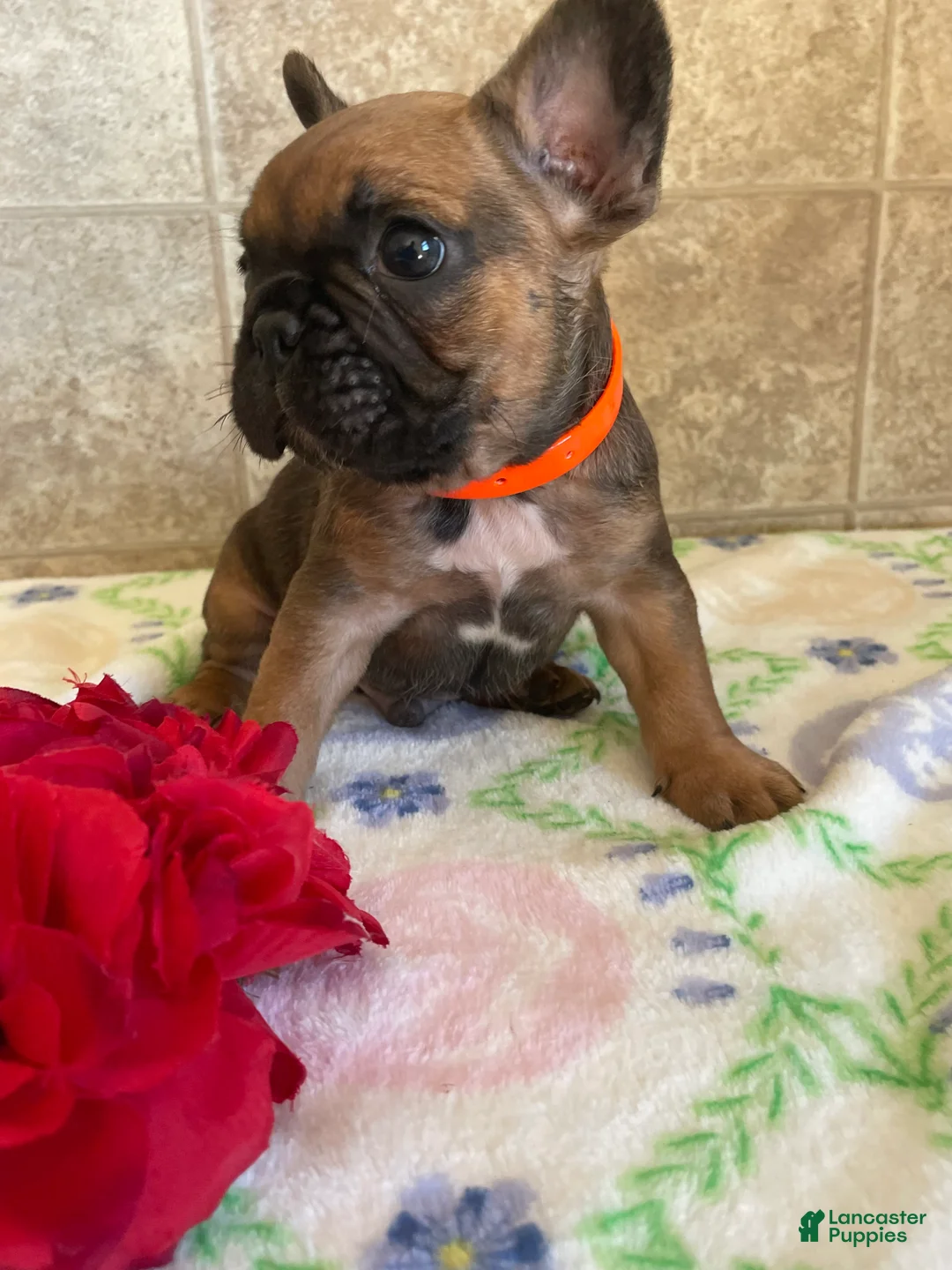 French Bulldog dogs for sale: Jerry - Ad 4