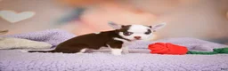 Chihuahua dogs for sale: JOLENE - Ad 9