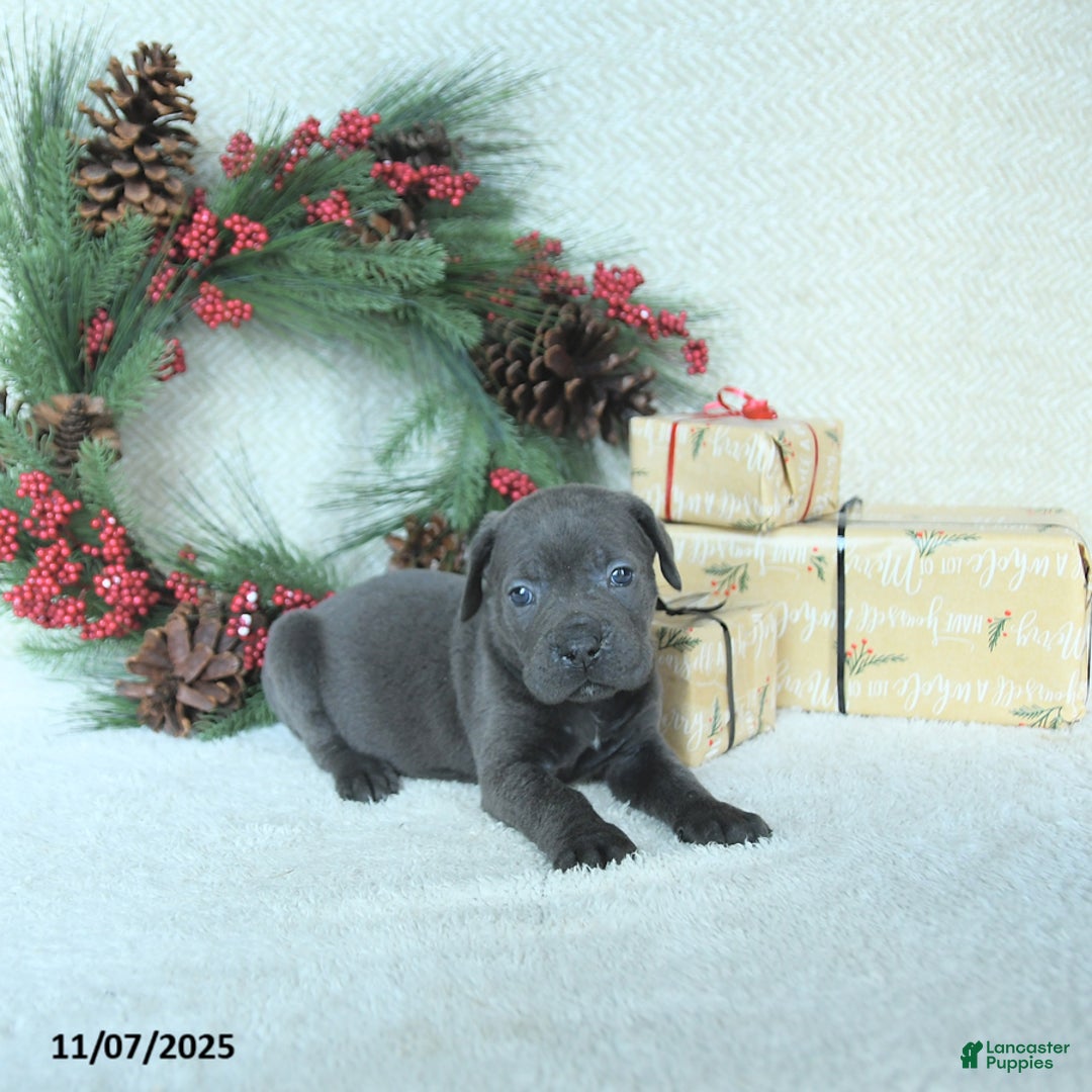 Cane Corso dogs for sale: Nova - Ad 12