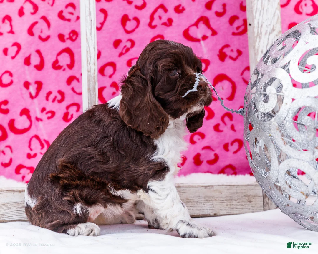 Cocker Spaniel dogs for sale: Whitney - Ad 6