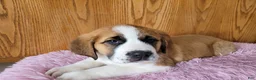 Saint Bernard dogs for sale: Maggie - Ad 8