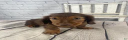 Miniature Dachshund dogs for sale: Emma - Ad 8