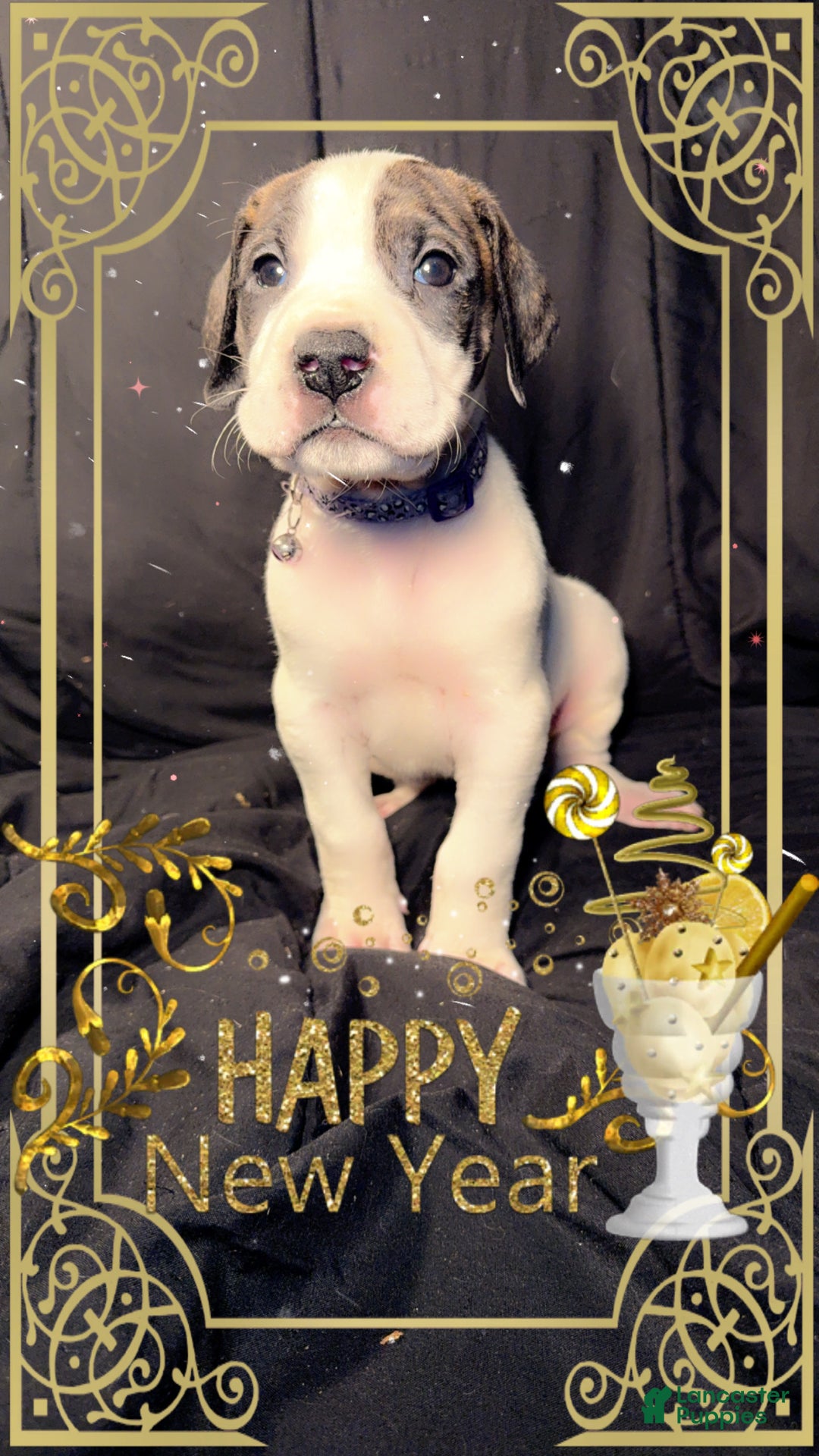 Great Dane dogs for sale: Vicky - Ad 1