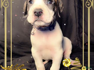 Great Dane dogs Vicky - Ad 39