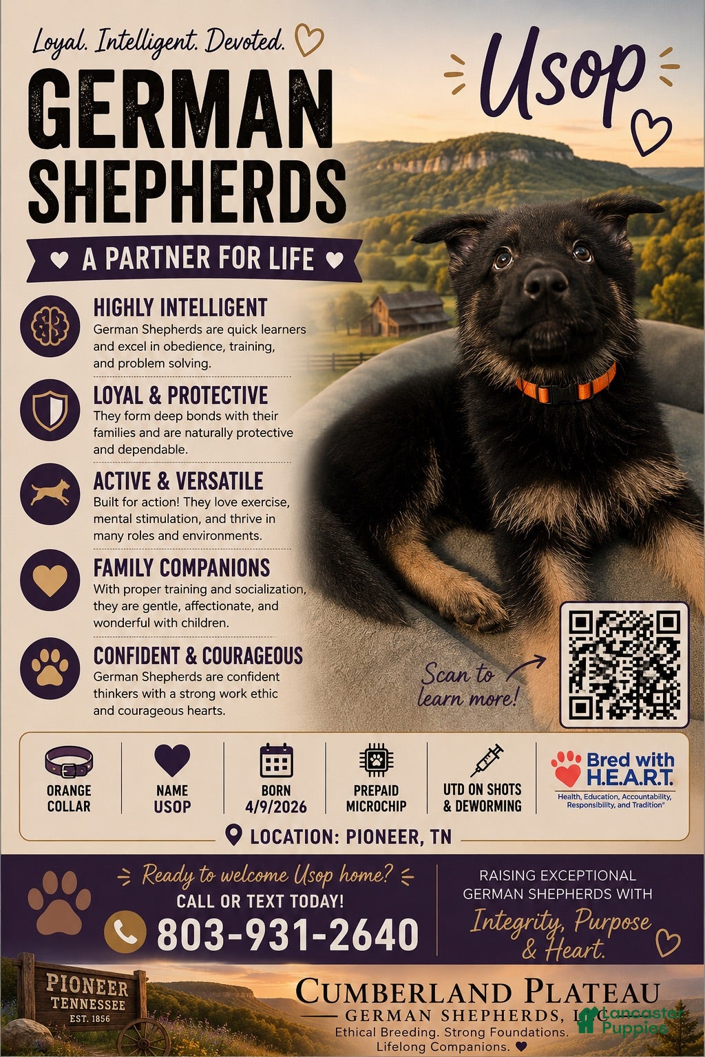 German Shepherd dogs Usop - Ad 1