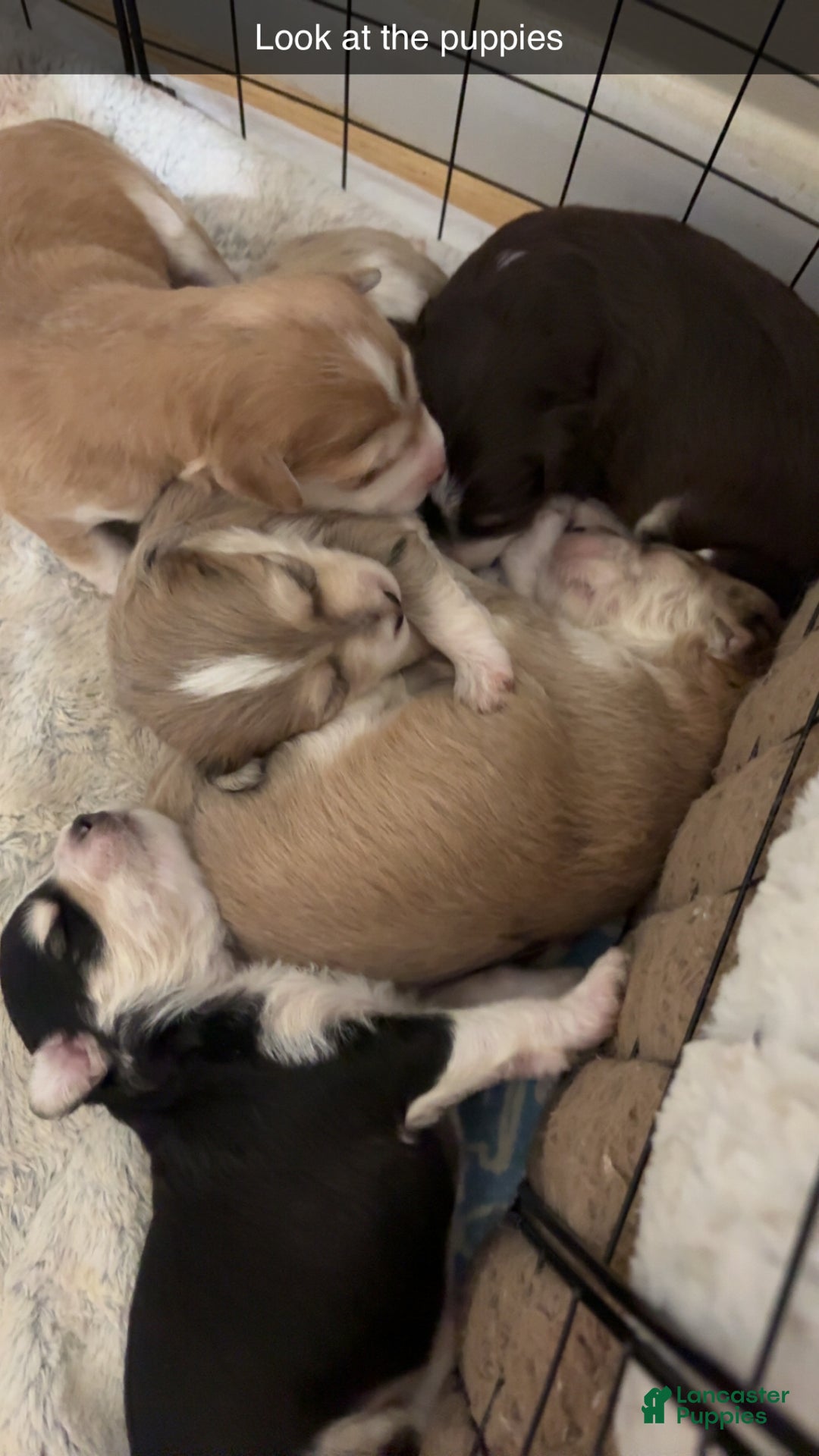 Mixed Breed dogs for sale: Amelie - Ad 4