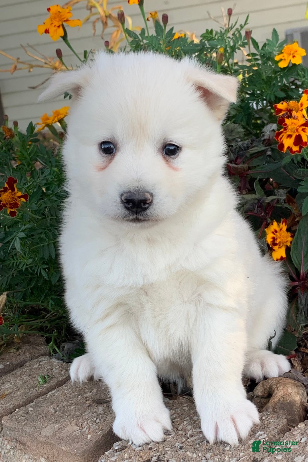 Alaskan Klee Kai dogs for sale: Handsome little Wellington~!!! - Ad 8