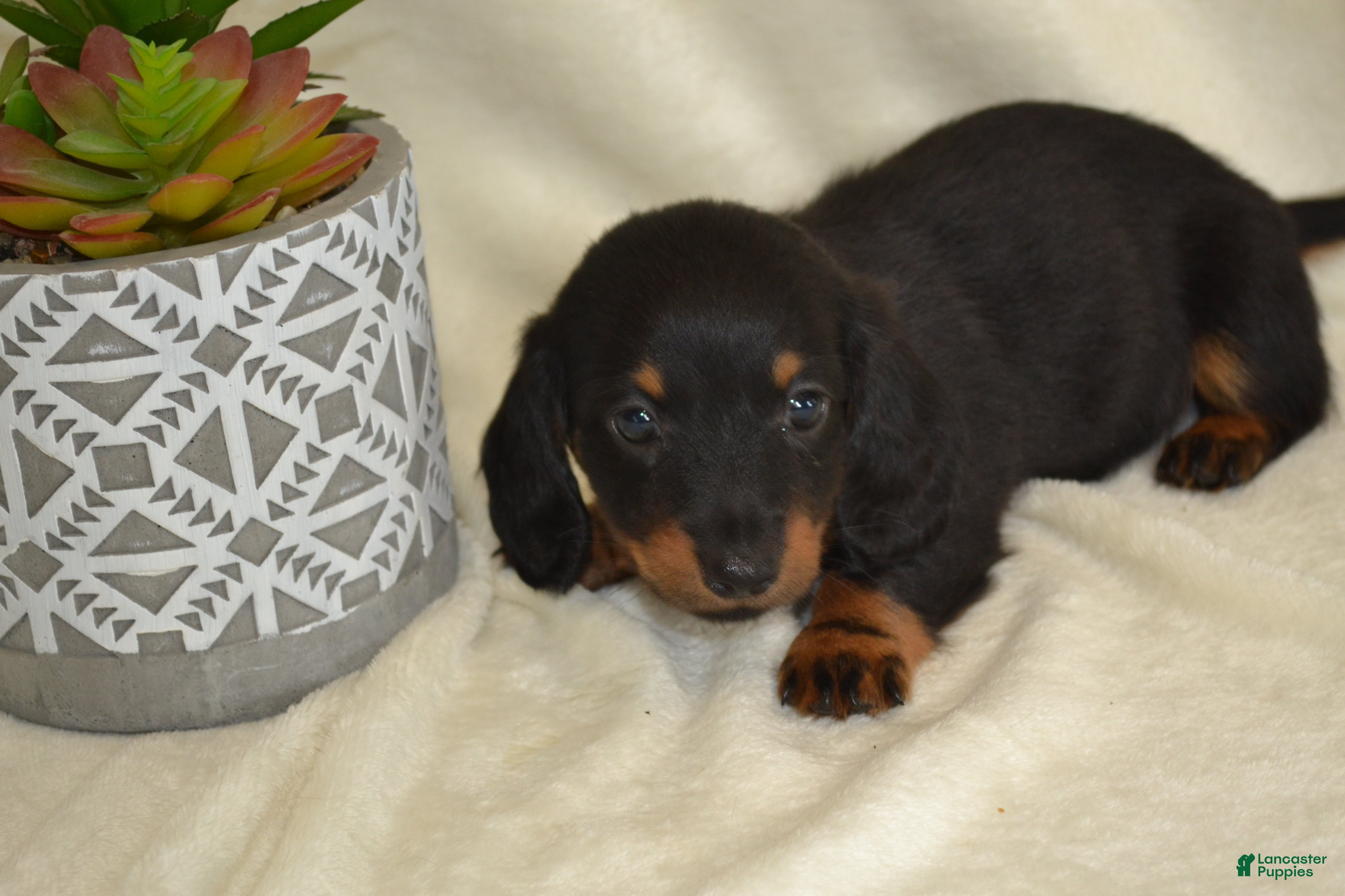Dachshund dogs Shadow - Ad 2