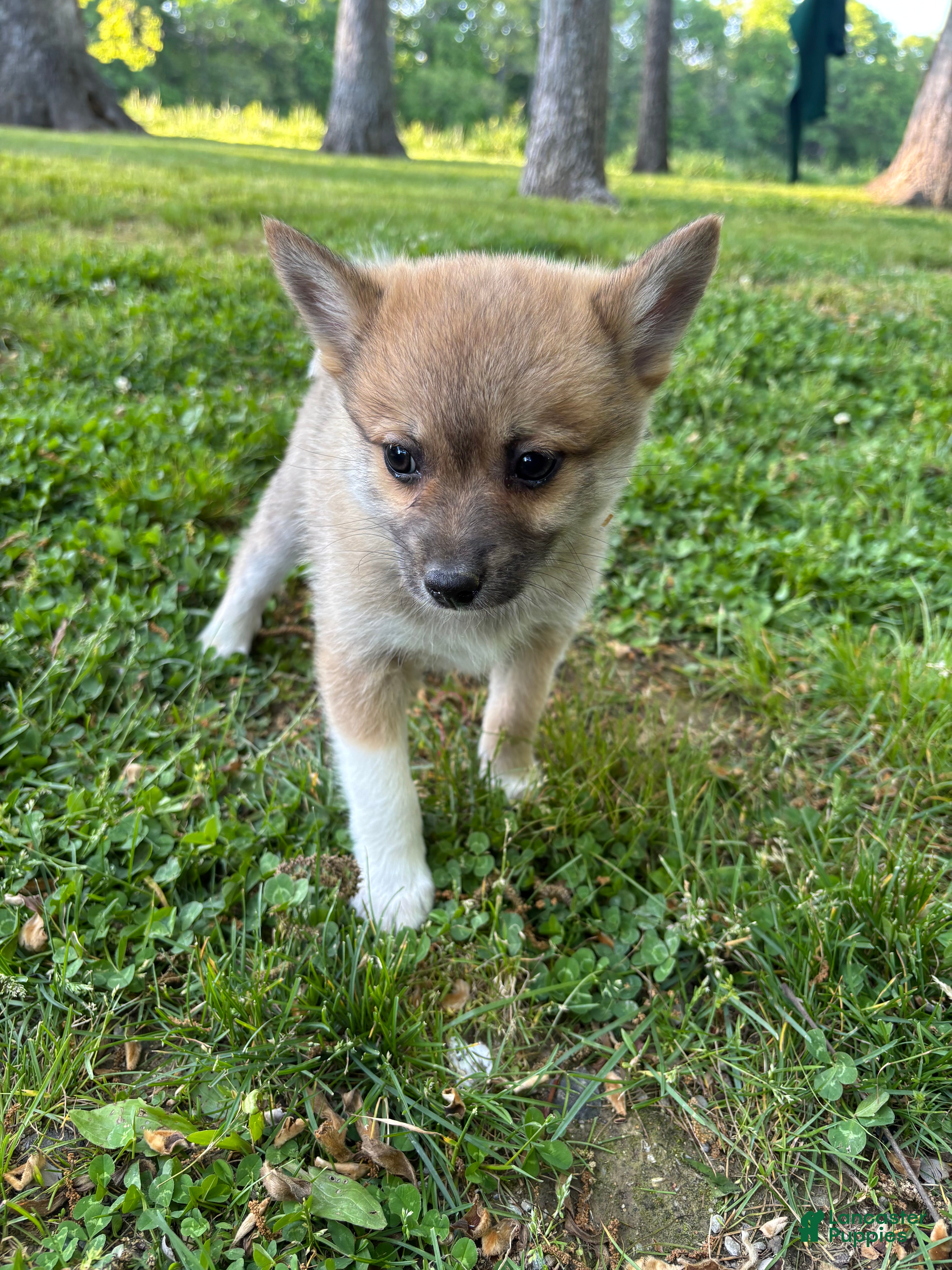 Pomsky dogs Milo  - Ad 1