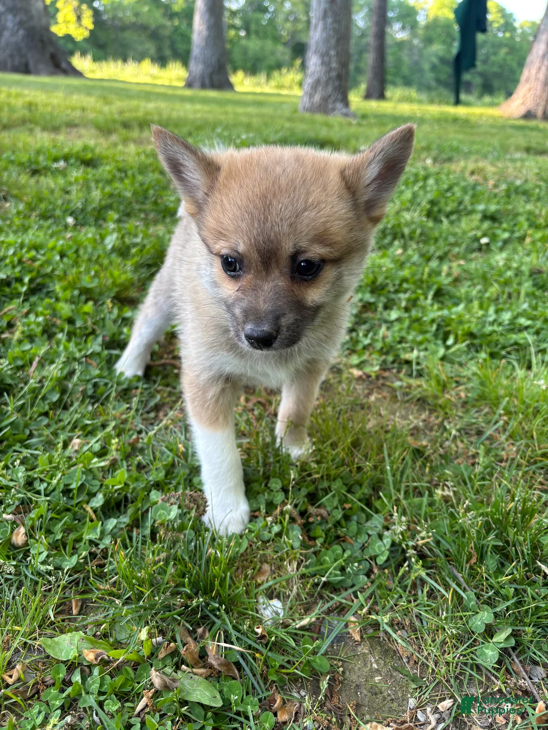 Pomsky dogs for sale: Milo  - Ad 1