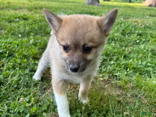 Pomsky dogs for sale: Milo - Ad 3