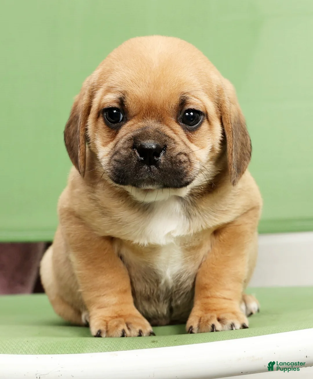 Puggle dogs for sale: Charlie - Ad 7