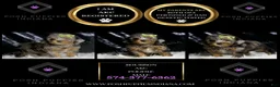 Toy Poodle dogs for sale: Bourbon - Ad 2