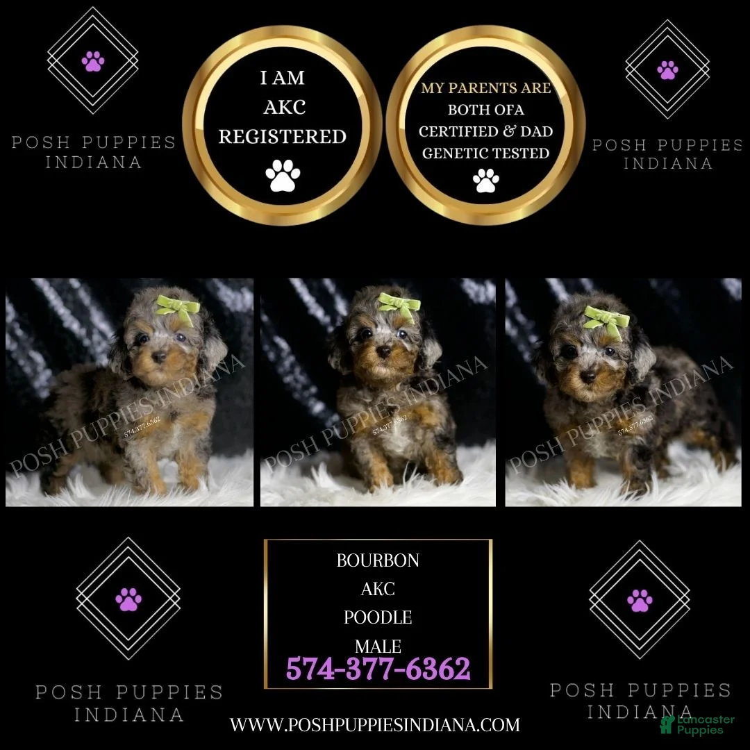 Toy Poodle dogs for sale: Bourbon - Ad 2