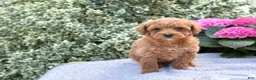 Toy Poodle dogs for sale: Patsy - Ad 13