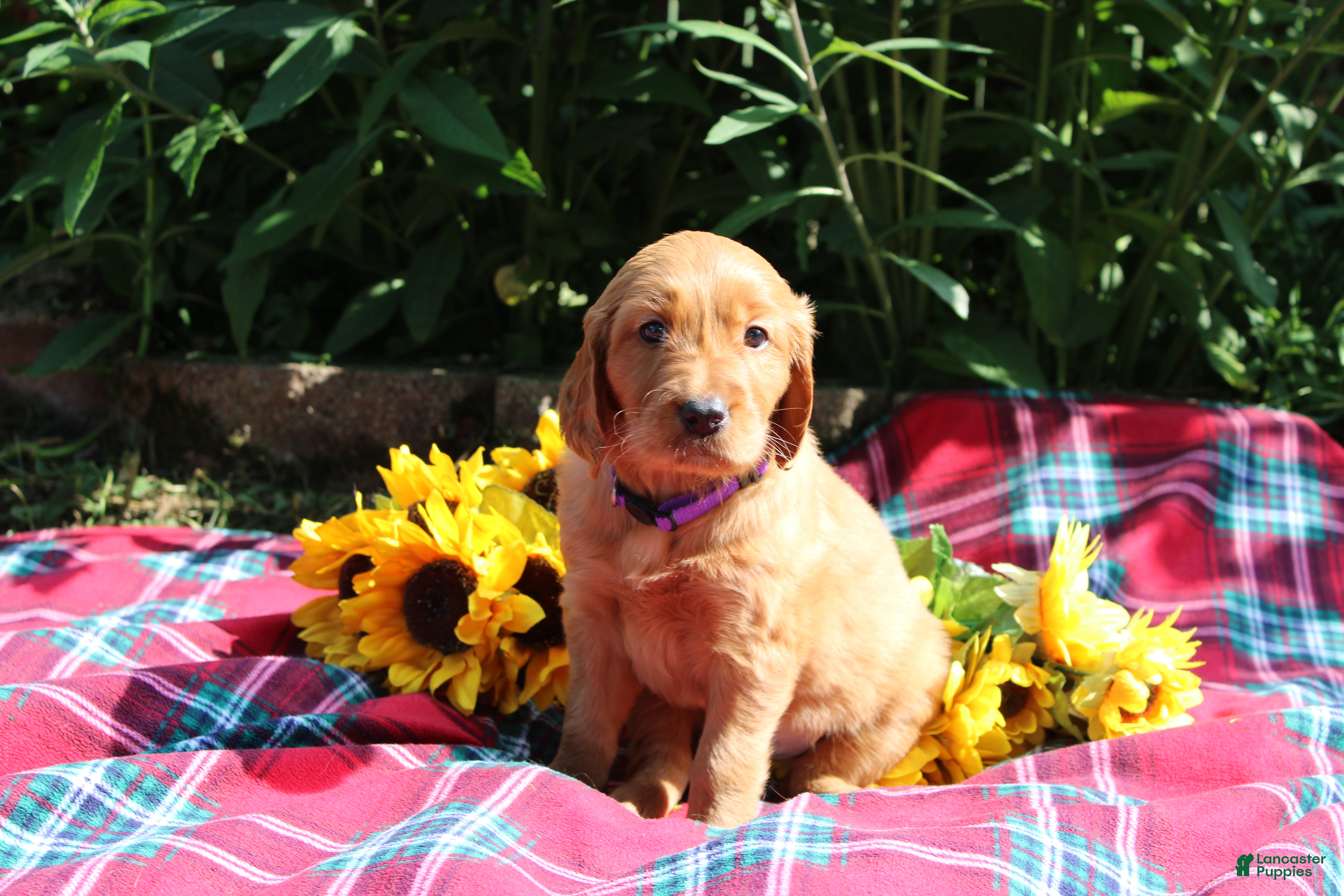 Mixed Breed dogs Mia - Irish Goldendoodle  - Ad 1
