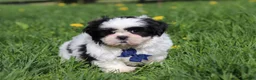 Shih Tzu dogs for sale: Dylan - Ad 1