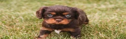 Cavalier King Charles Spaniel dogs for sale: Penelope Cavalier King Charles Spaniel  - Ad 7