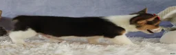 Welsh Corgi Pembroke dogs for sale: Ziggy 🩵 - Ad 12