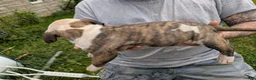 American Pit Bull Terrier dogs for sale: American Pit Bull Terrier Puppy 1 - Ad 2
