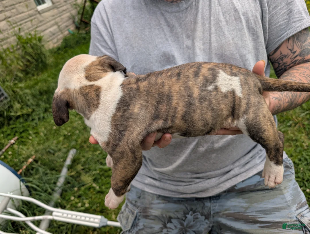 American Pit Bull Terrier dogs for sale: American Pit Bull Terrier Puppy 1 - Ad 2