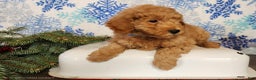 Mini Goldendoodle dogs for sale: Houston - Ad 8
