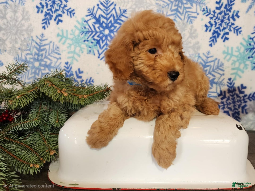 Mini Goldendoodle dogs for sale: Houston - Ad 8