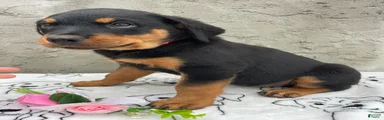 Roxy