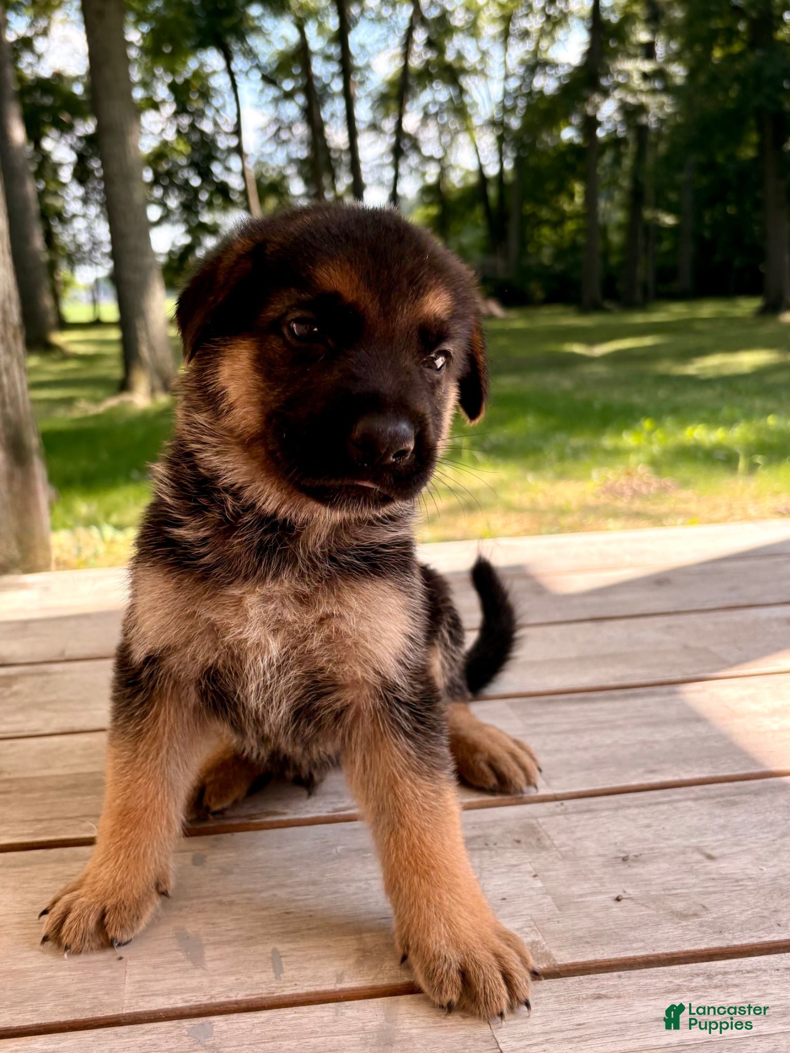 German Shepherd dogs German Shepherd 3 - Ad 1