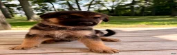 German Shepherd dogs for sale: German Shepherd 3 - Ad 1