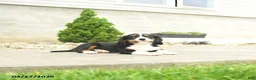 Miniature Bernese Mountain Dog dogs for sale: Kennedy - Ad 3