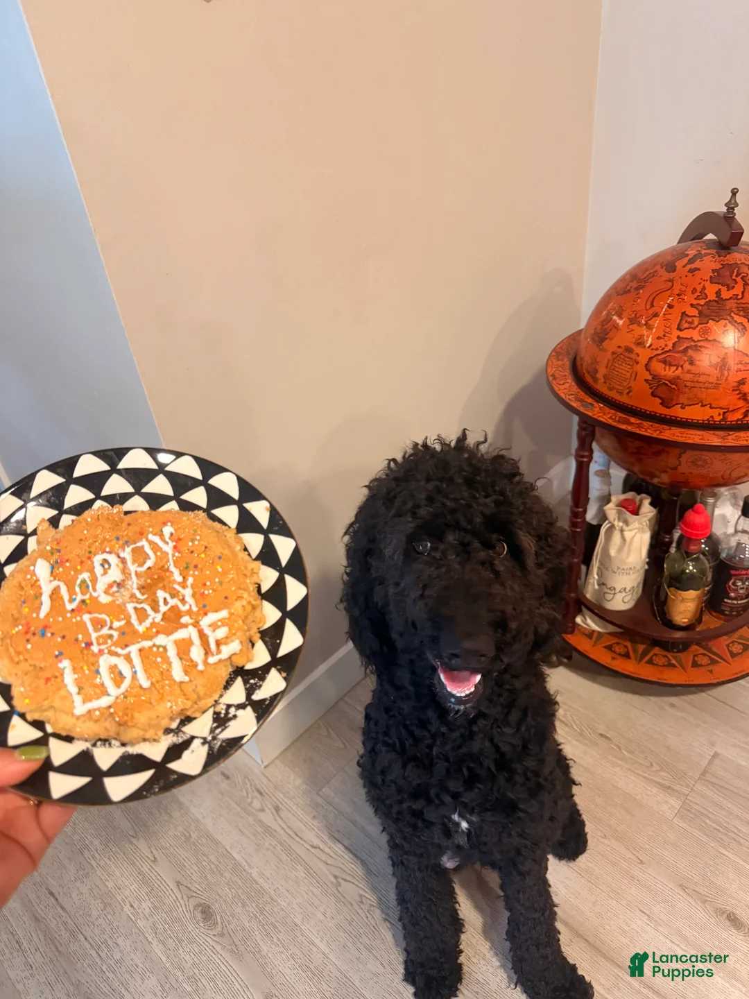 Goldendoodle dogs for sale: Goldie  - Ad 2