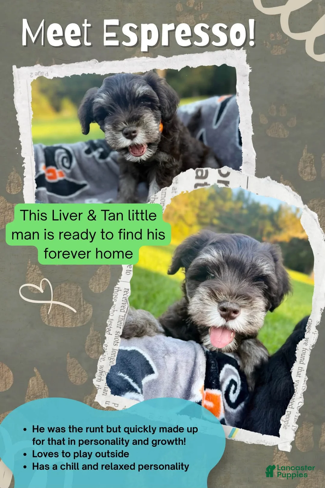Miniature Schnauzer dogs for sale: Espresso - Ad 1