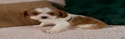 Cavalier King Charles Spaniel dogs for sale: Aspen - Ad 5