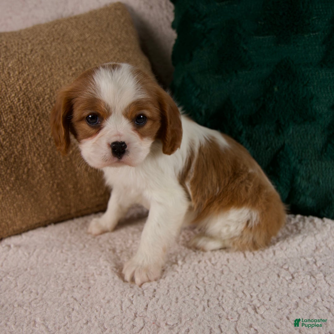 Cavalier King Charles Spaniel dogs for sale: Aspen - Ad 5