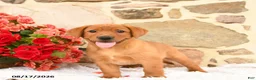 Labrador Retriever dogs for sale: Fawn - Ad 3