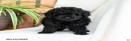 Toy Poodle dogs for sale: Benny - Ad 5
