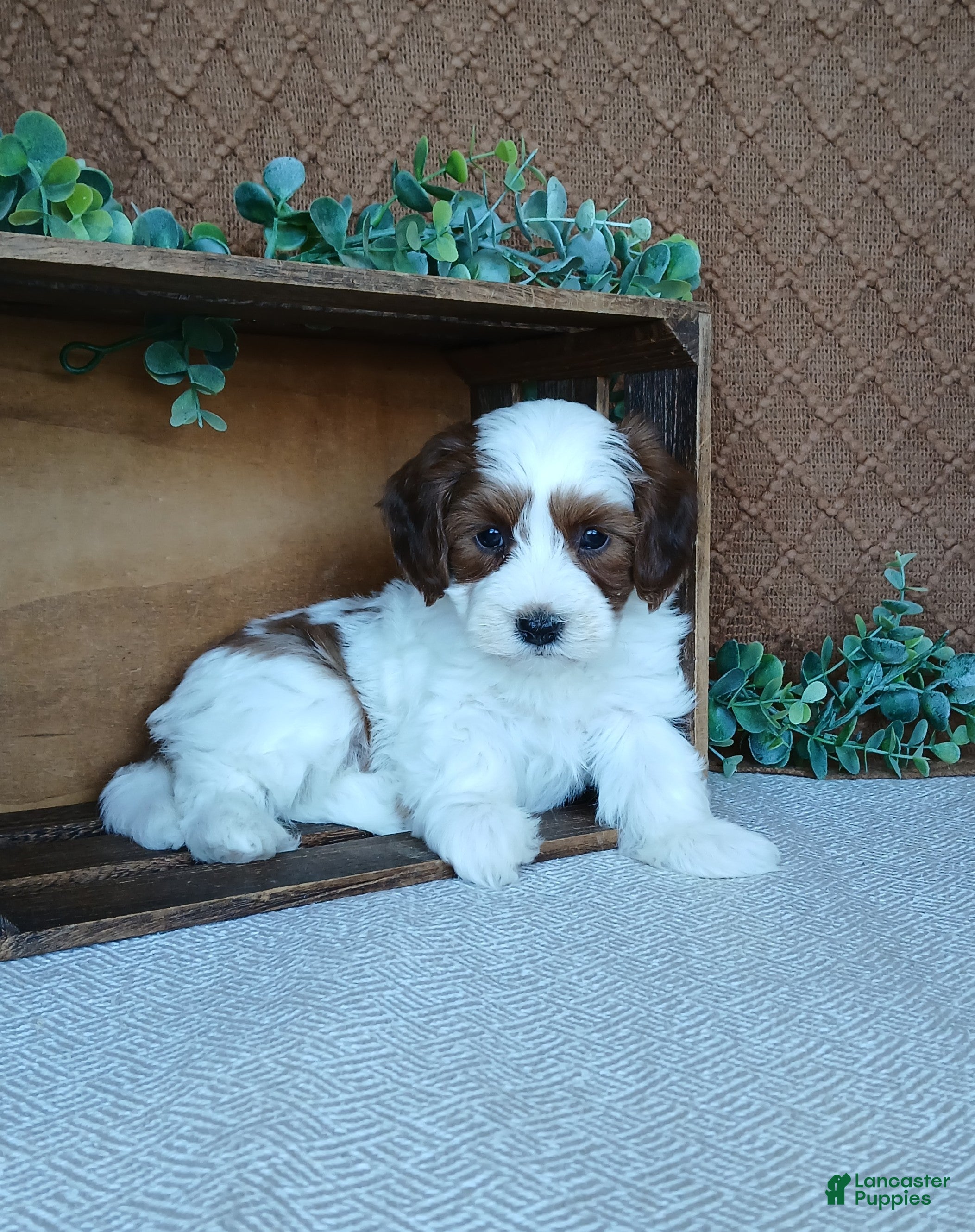 Havanese dogs Kiara  - Ad 2