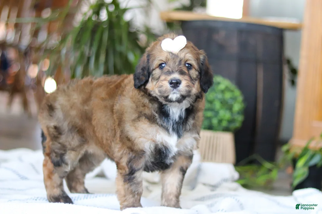 Bernedoodle dogs for sale: Clover - Ad 3