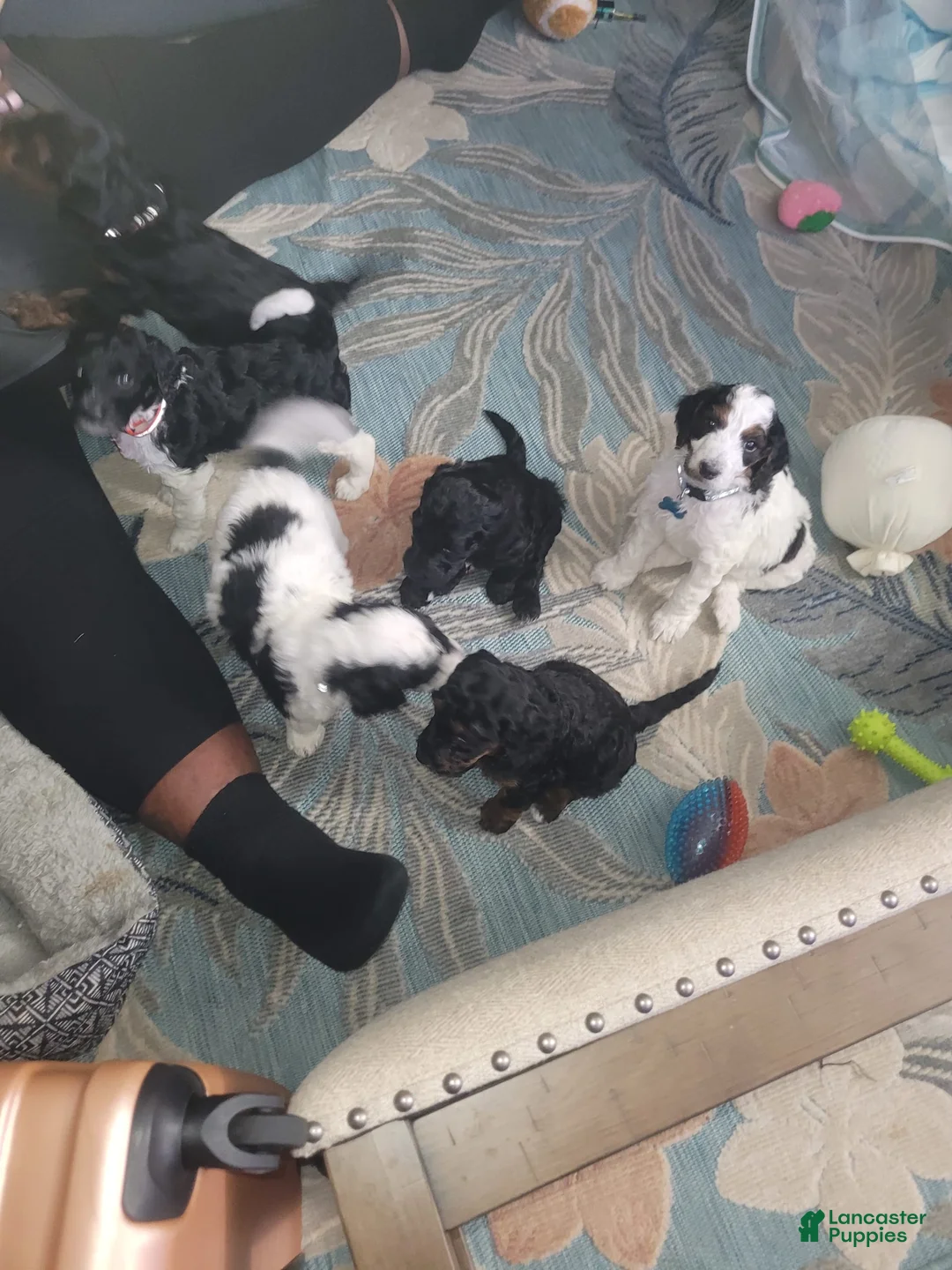 Gallery Image {{count}}