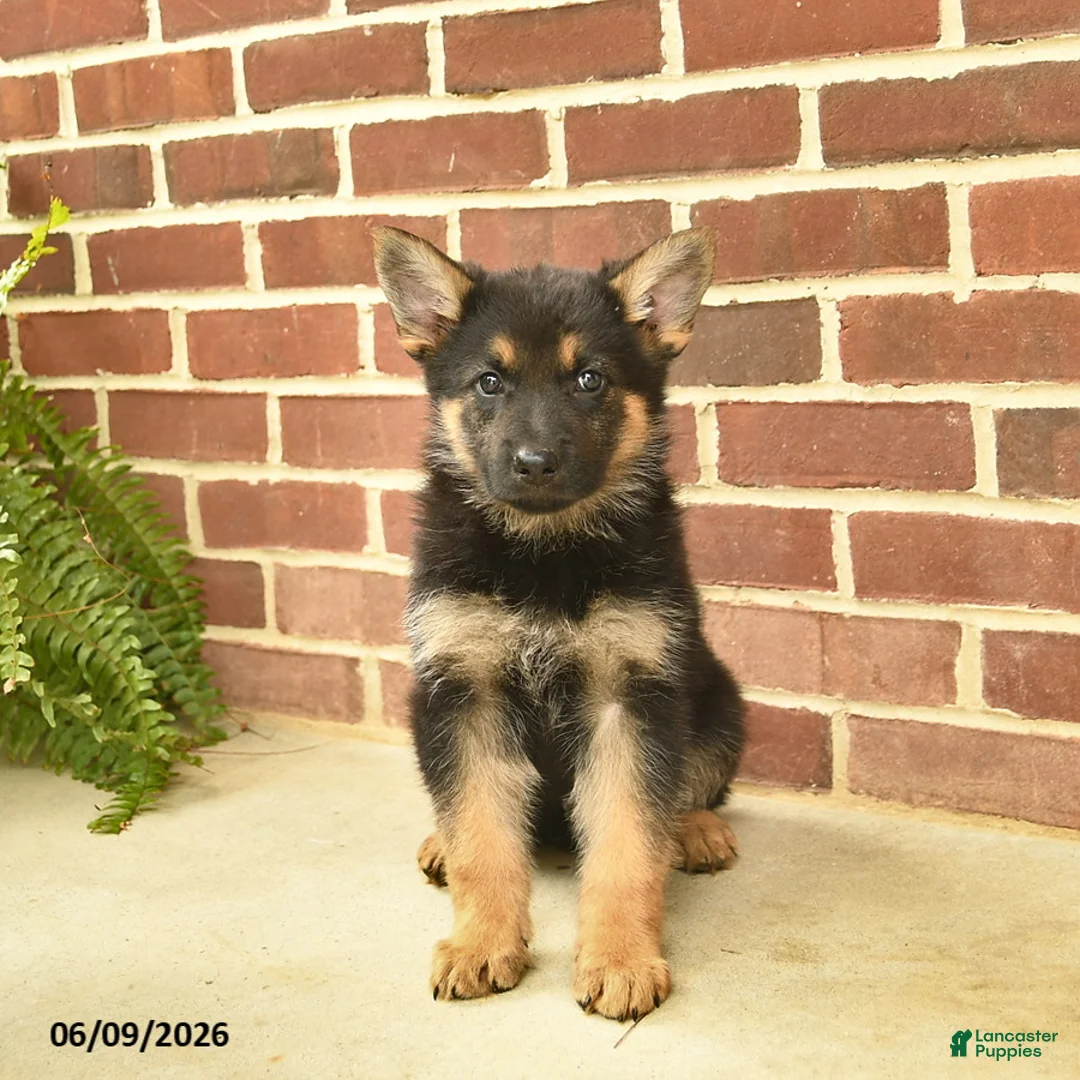 German Shepherd dogs for sale: Bowe - Ad 1