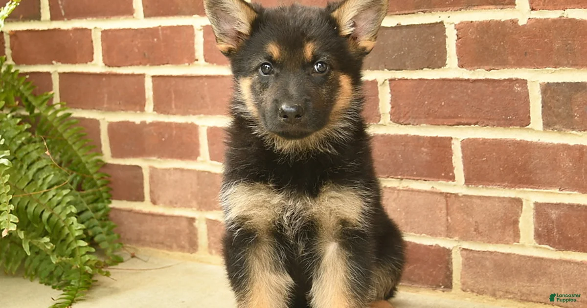 Smile German Shepherd Puppies for sale | Lancaster Puppies Smile German Shepherd Puppies for sale | Lancaster Puppies