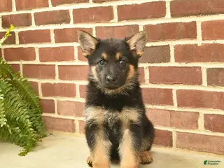 German Shepherd dogs for sale: Bowe - Ad 1