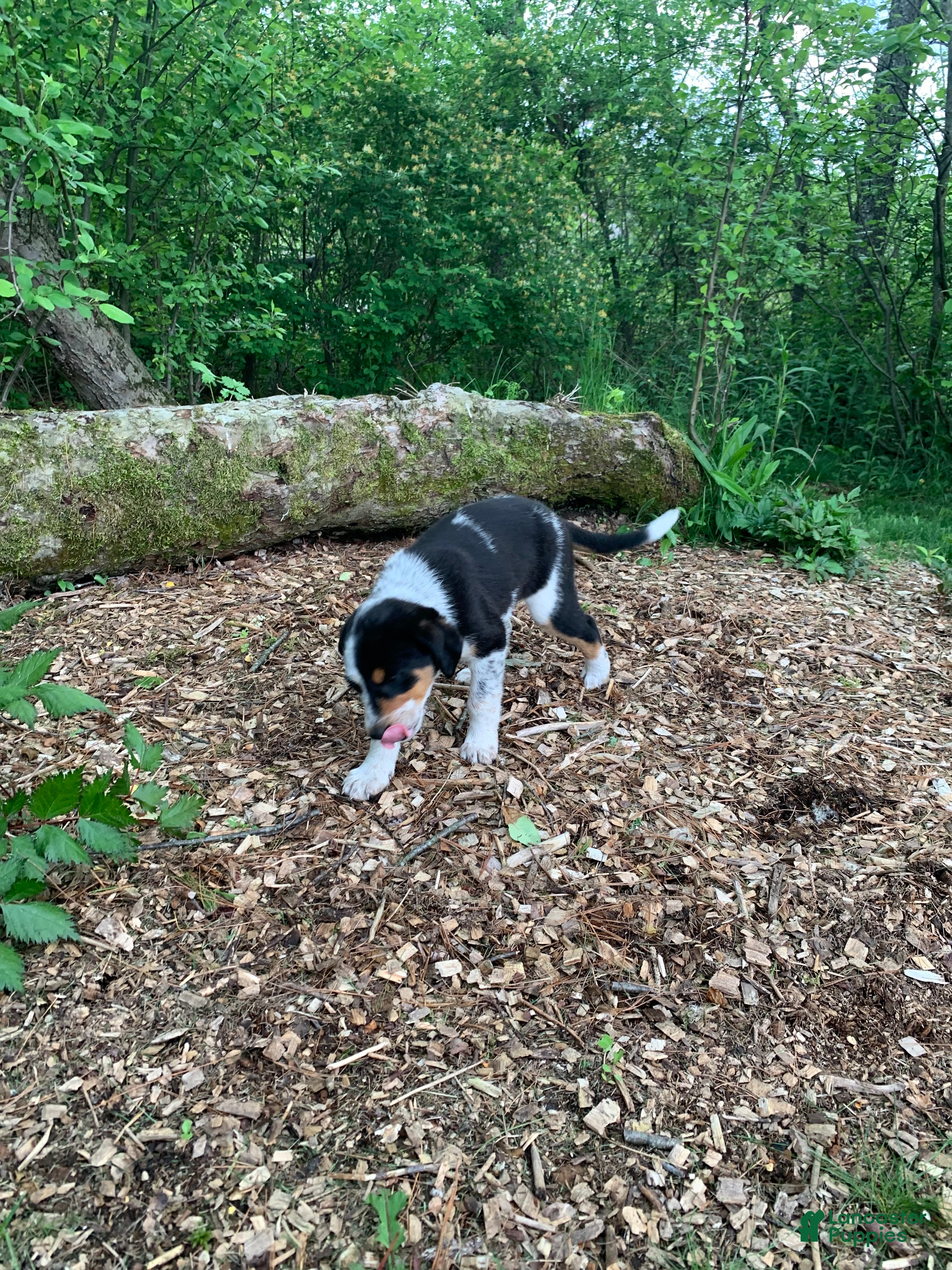 Mixed Breed dogs Spot - Ad 2