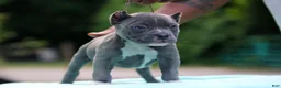 American Bully dogs for sale: Blue Male - Ad 3