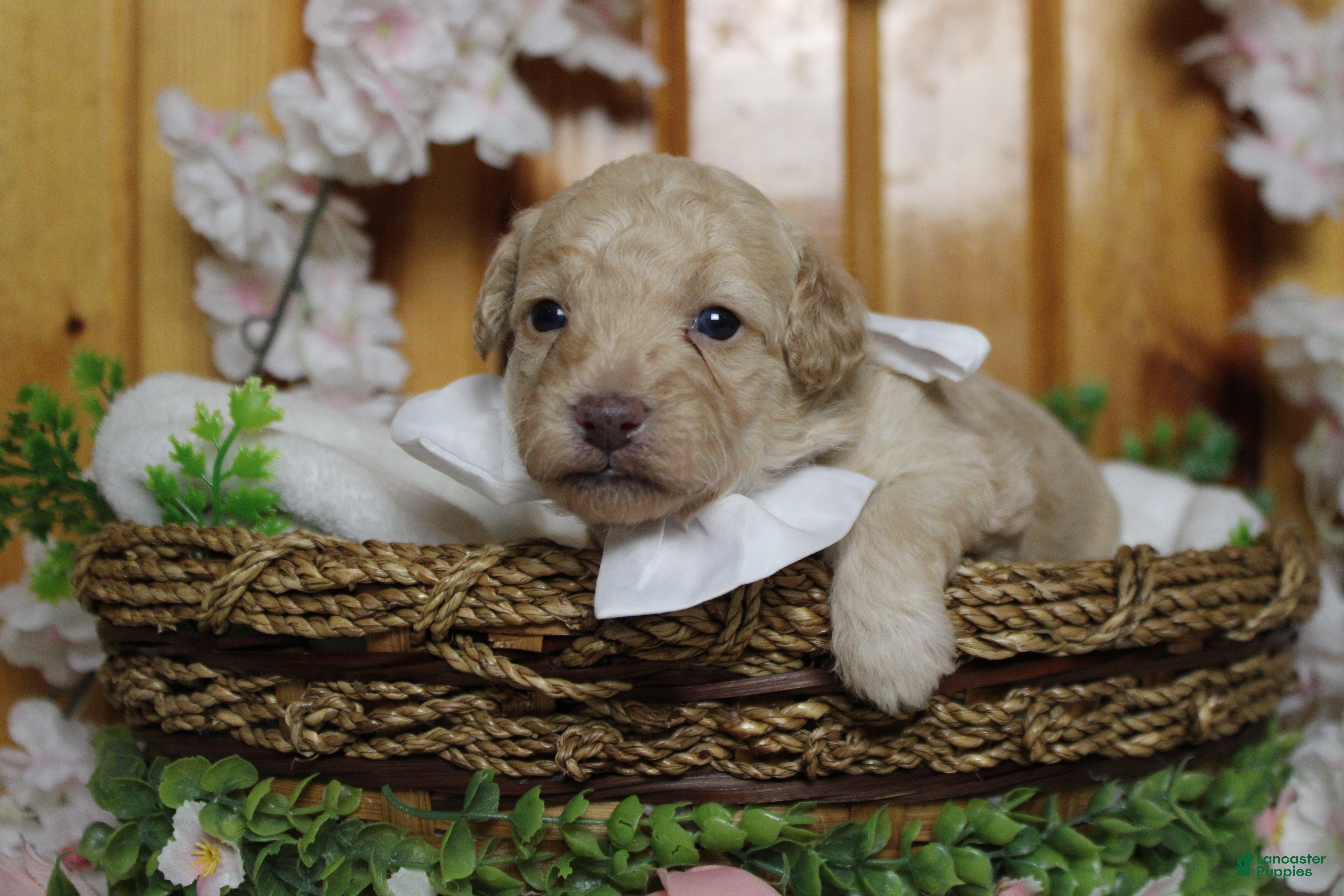 Toy Poodle dogs Alvin  - Ad 8