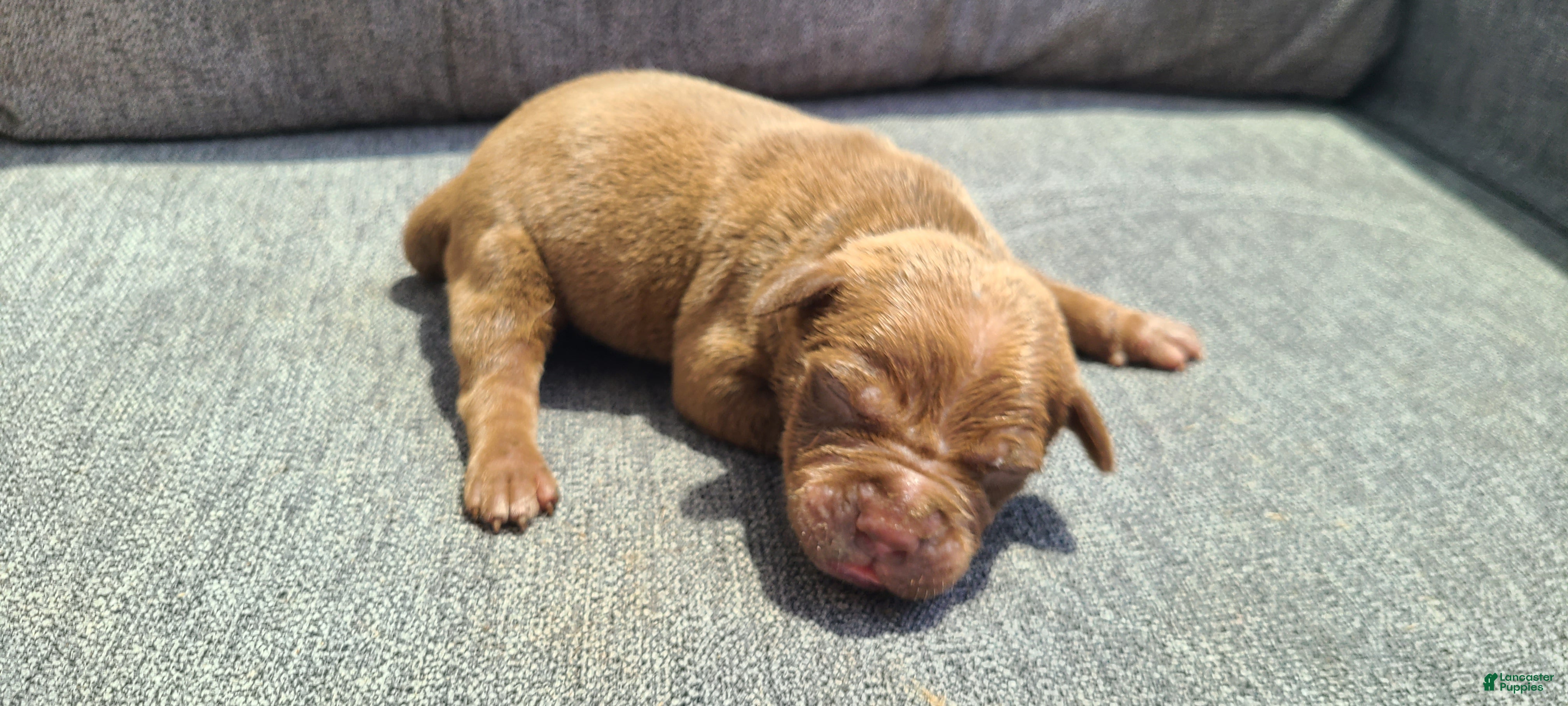 American Bully dogs Jacob - Ad 1