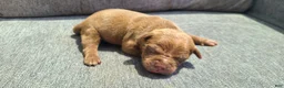 American Bully dogs for sale: Jacob - Ad 1