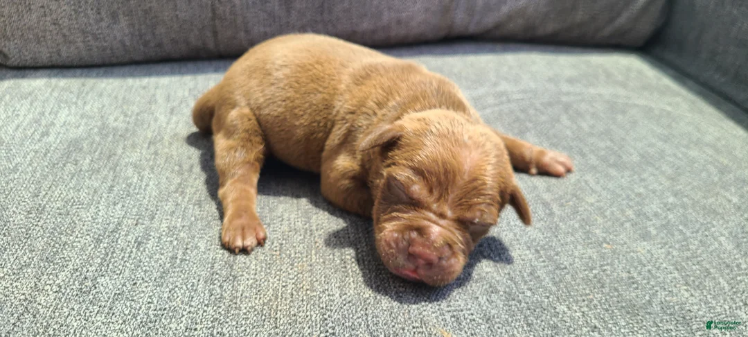 American Bully dogs for sale: Jacob - Ad 1